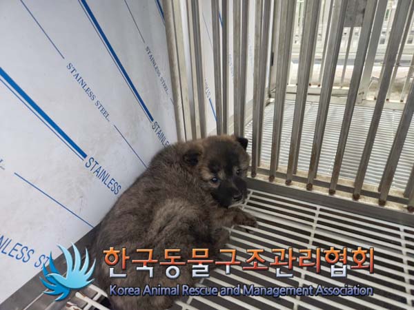 한국동물구조관리협회_441409202500037